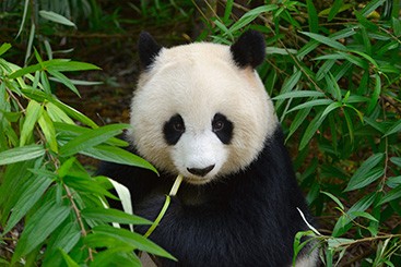 Panda Naturschutzpark
