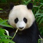 Panda Naturschutzpark